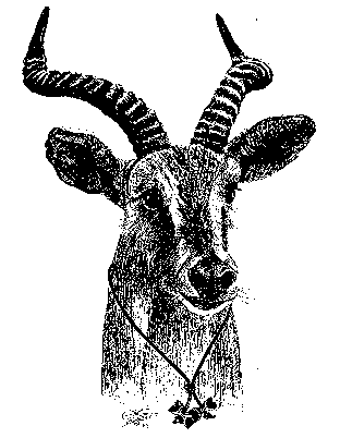 Bundle-Antelope